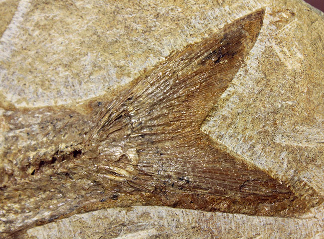 堂々たる化石、見栄え良し！ブラジル産白亜紀の古代魚、タッリアス・アラリピス(Tharrias araripes)のマルチプレート化石（その4）