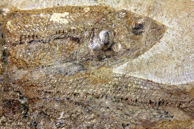 堂々たる化石、見栄え良し！ブラジル産白亜紀の古代魚、タッリアス・アラリピス(Tharrias araripes)のマルチプレート化石（その5）