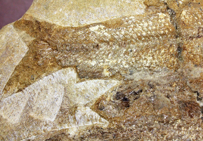 堂々たる化石、見栄え良し！ブラジル産白亜紀の古代魚、タッリアス・アラリピス(Tharrias araripes)のマルチプレート化石（その6）