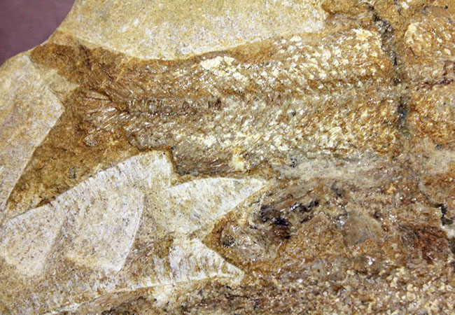 堂々たる化石、見栄え良し!ブラジル産白亜紀の古代魚、タッリアス・アラリピス(Tharrias araripes)のマルチプレート化石(その6)