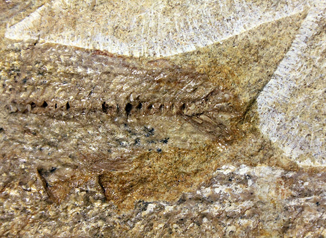 堂々たる化石、見栄え良し!ブラジル産白亜紀の古代魚、タッリアス・アラリピス(Tharrias araripes)のマルチプレート化石(その7)