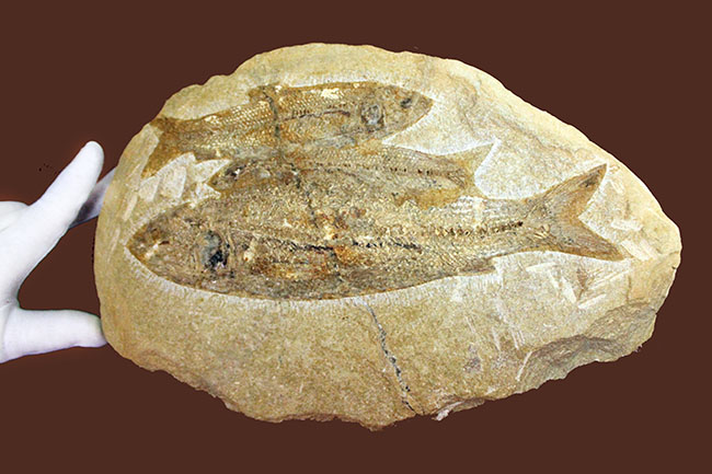 堂々たる化石、見栄え良し！ブラジル産白亜紀の古代魚、タッリアス・アラリピス(Tharrias araripes)のマルチプレート化石（その8）