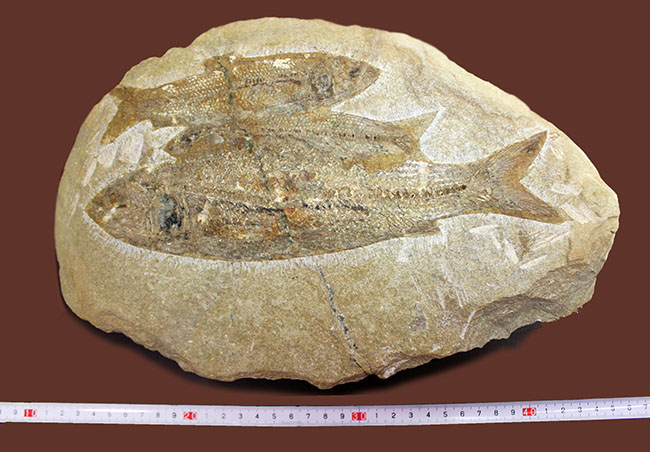 堂々たる化石、見栄え良し!ブラジル産白亜紀の古代魚、タッリアス・アラリピス(Tharrias araripes)のマルチプレート化石(その9)