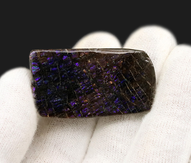 レア！最も希少な色、パープルを呈する、アンモライト（Ammolite）のピース（その4）