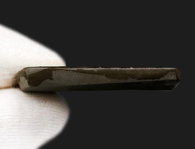 レア！最も希少な色、パープルを呈する、アンモライト（Ammolite）のピース（その6）