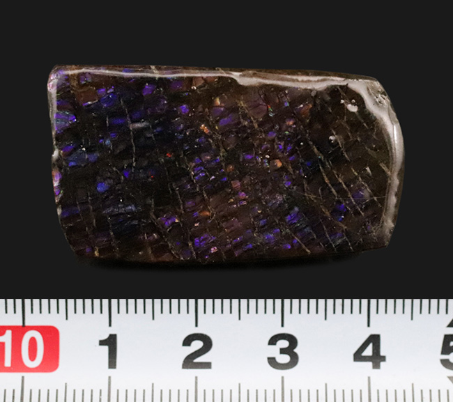 レア！最も希少な色、パープルを呈する、アンモライト（Ammolite）のピース（その7）
