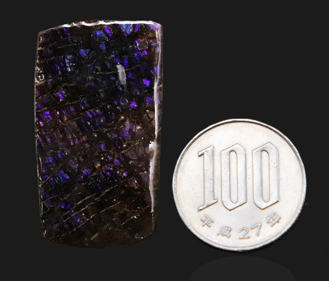 レア！最も希少な色、パープルを呈する、アンモライト（Ammolite）のピース（その8）