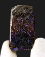 レア！最も希少な色、パープルを呈する、アンモライト（Ammolite）のピース