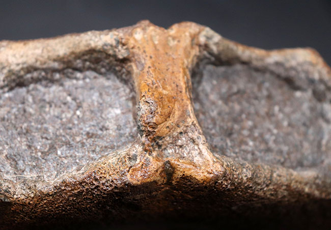 海生爬虫類ファン必見！スーパーレア！”首の短い”首長竜、リオプレウロドン（Liopleurodon macromerus）の巨大脊椎骨化石。ジュラ紀カロビアン期、イングランド、オックスフォードクレイ産（その8）