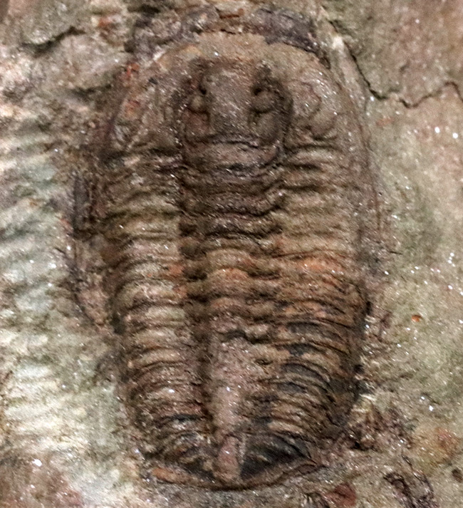 古生代オルドビス紀の原始的な三葉虫、エウロマ(Euloma sp.)のマルチプレート標本(その4)