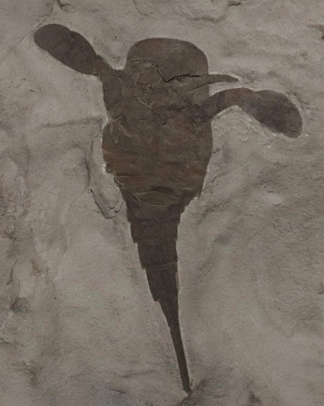 久々の登場、パーフェクト標本!米国ニューヨーク州産のウミサソリ、ユーリプテルス(Eurypterus)の化石(その1)