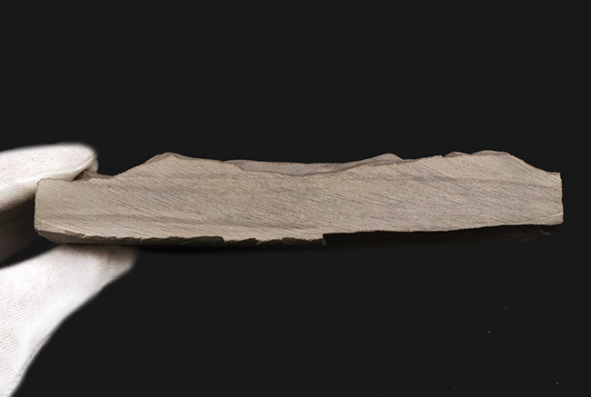 久々の登場、パーフェクト標本！米国ニューヨーク州産のウミサソリ、ユーリプテルス（Eurypterus）の化石（その10）