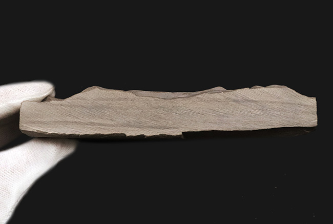 久々の登場、パーフェクト標本!米国ニューヨーク州産のウミサソリ、ユーリプテルス(Eurypterus)の化石(その10)