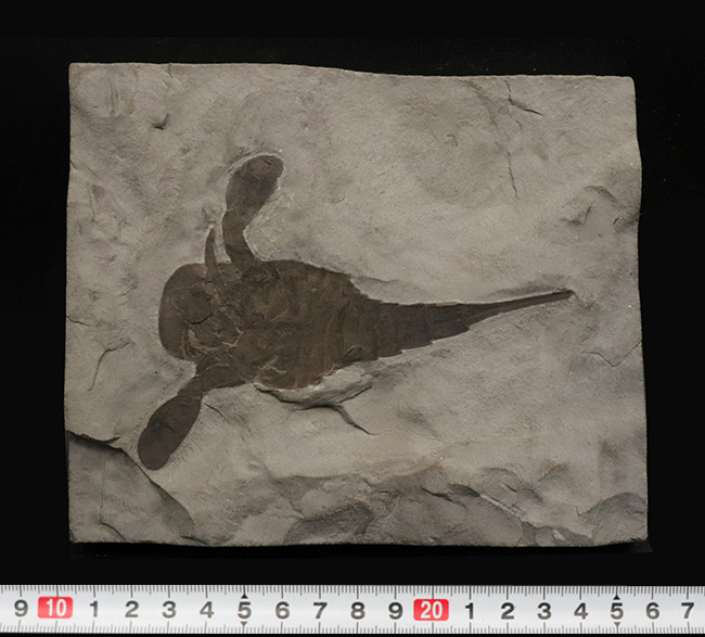 久々の登場、パーフェクト標本!米国ニューヨーク州産のウミサソリ、ユーリプテルス(Eurypterus)の化石(その11)
