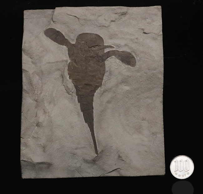 久々の登場、パーフェクト標本！米国ニューヨーク州産のウミサソリ、ユーリプテルス（Eurypterus）の化石（その12）