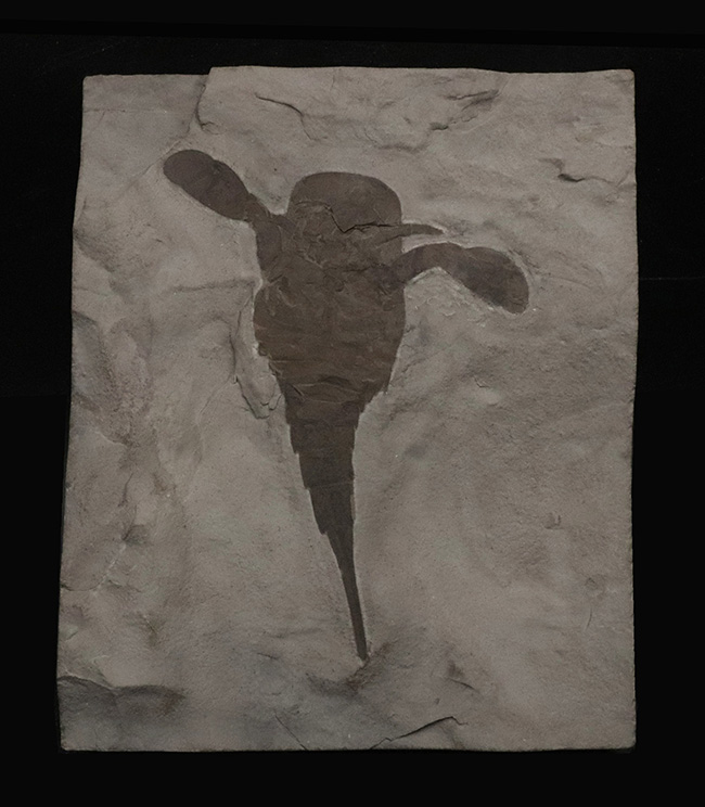 久々の登場、パーフェクト標本！米国ニューヨーク州産のウミサソリ、ユーリプテルス（Eurypterus）の化石（その2）
