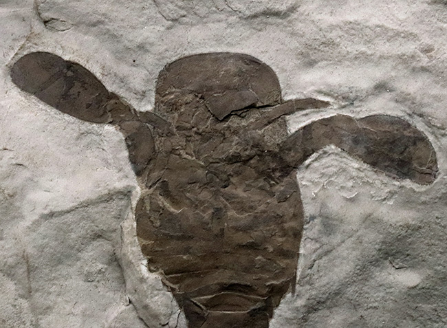 久々の登場、パーフェクト標本！米国ニューヨーク州産のウミサソリ、ユーリプテルス（Eurypterus）の化石（その3）