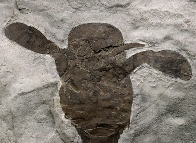 久々の登場、パーフェクト標本!米国ニューヨーク州産のウミサソリ、ユーリプテルス(Eurypterus)の化石(その3)