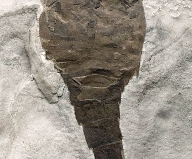 久々の登場、パーフェクト標本！米国ニューヨーク州産のウミサソリ、ユーリプテルス（Eurypterus）の化石（その4）