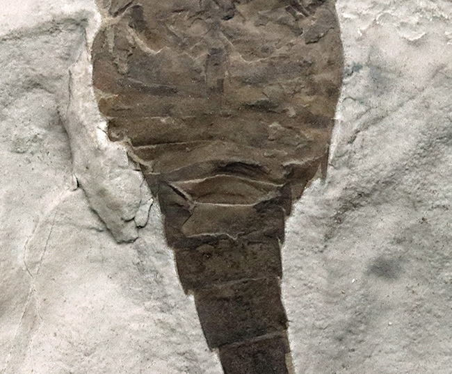 久々の登場、パーフェクト標本!米国ニューヨーク州産のウミサソリ、ユーリプテルス(Eurypterus)の化石(その4)