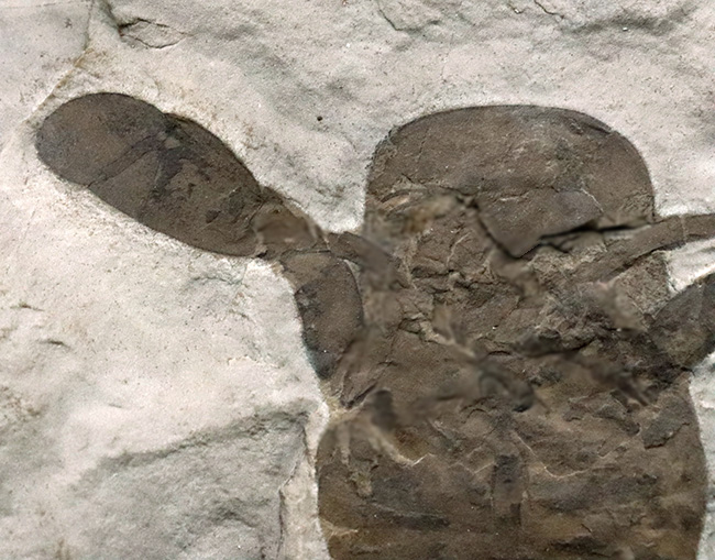 久々の登場、パーフェクト標本!米国ニューヨーク州産のウミサソリ、ユーリプテルス(Eurypterus)の化石(その5)