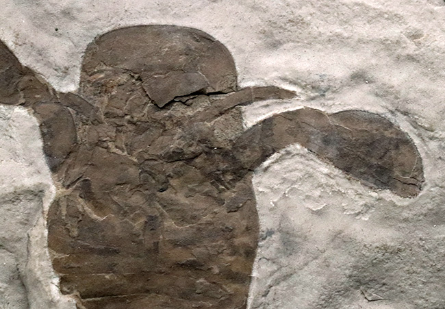 久々の登場、パーフェクト標本!米国ニューヨーク州産のウミサソリ、ユーリプテルス(Eurypterus)の化石(その6)