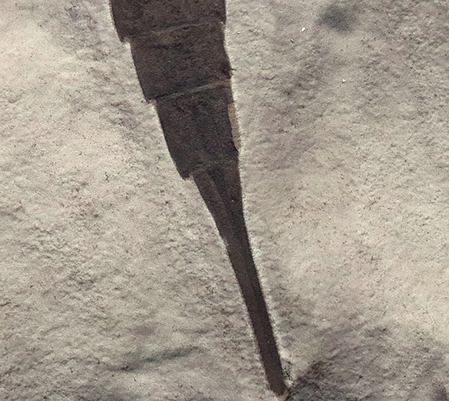 久々の登場、パーフェクト標本!米国ニューヨーク州産のウミサソリ、ユーリプテルス(Eurypterus)の化石(その7)