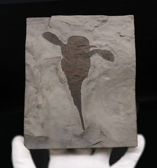 久々の登場、パーフェクト標本！米国ニューヨーク州産のウミサソリ、ユーリプテルス（Eurypterus）の化石（その8）
