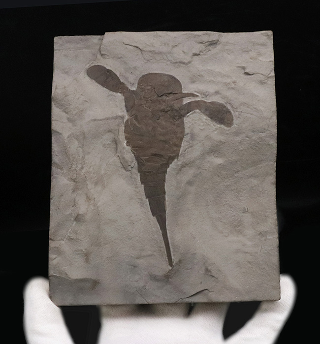 久々の登場、パーフェクト標本!米国ニューヨーク州産のウミサソリ、ユーリプテルス(Eurypterus)の化石(その8)