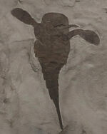 久々の登場、パーフェクト標本！米国ニューヨーク州産のウミサソリ、ユーリプテルス（Eurypterus）の化石