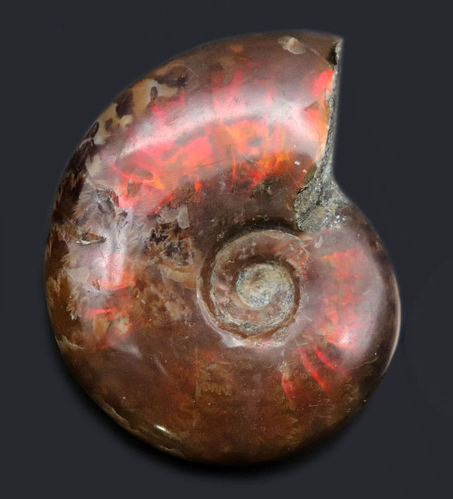 濃い赤を呈する、白亜紀マダガスカル産の遊色アンモナイト、クレオニセラス（Cleoniceras）の化石（その1）