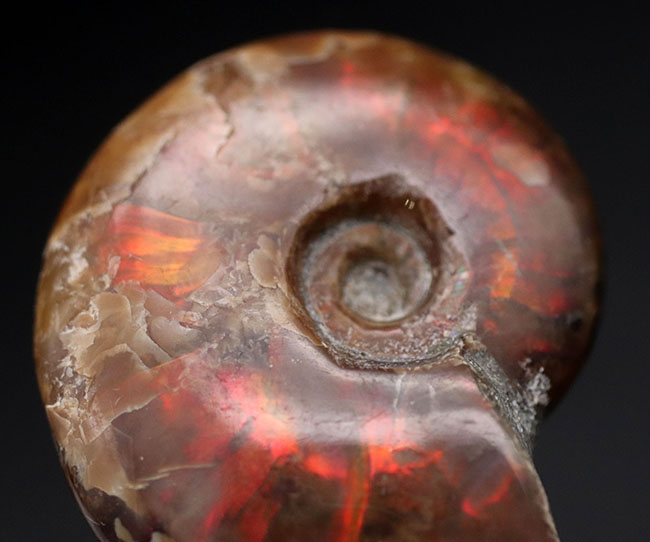 濃い赤を呈する、白亜紀マダガスカル産の遊色アンモナイト、クレオニセラス（Cleoniceras）の化石（その4）