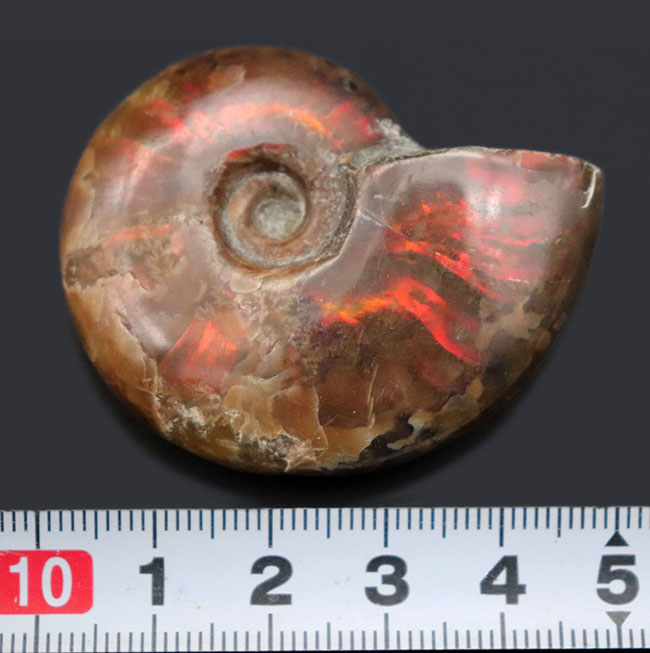 濃い赤を呈する、白亜紀マダガスカル産の遊色アンモナイト、クレオニセラス（Cleoniceras）の化石（その7）
