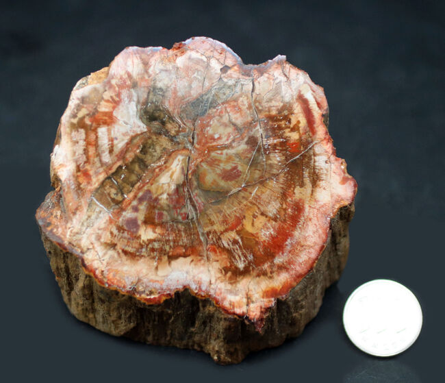 いずれも甲乙つけがたい美しさ！２面展示が楽しめる、観賞用のカラフルな珪化木（Petrified wood）（その10）