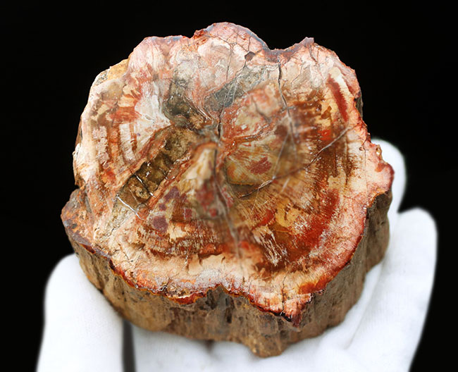 いずれも甲乙つけがたい美しさ！２面展示が楽しめる、観賞用のカラフルな珪化木（Petrified wood）（その6）