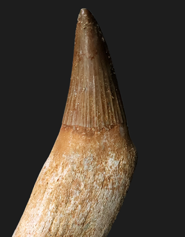 パーフェクト!ほぼ完全な保存状態を維持した歯根付きのモササウルス(Mosasaurus)の歯化石(その1)