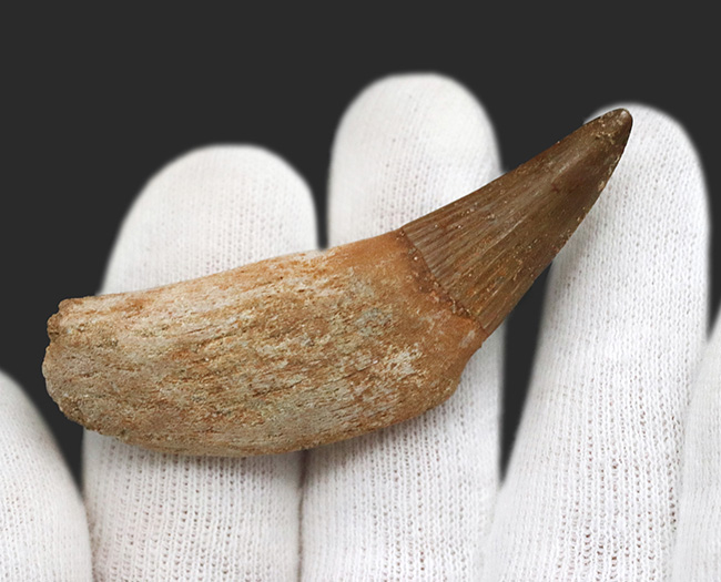 パーフェクト!ほぼ完全な保存状態を維持した歯根付きのモササウルス(Mosasaurus)の歯化石(その2)