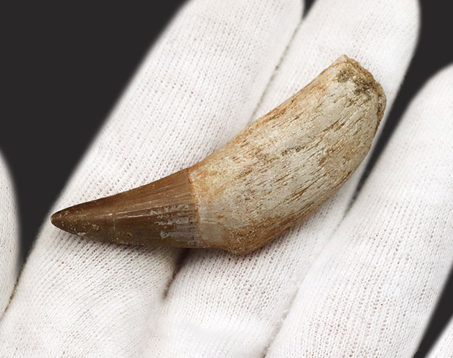 パーフェクト!ほぼ完全な保存状態を維持した歯根付きのモササウルス(Mosasaurus)の歯化石(その3)