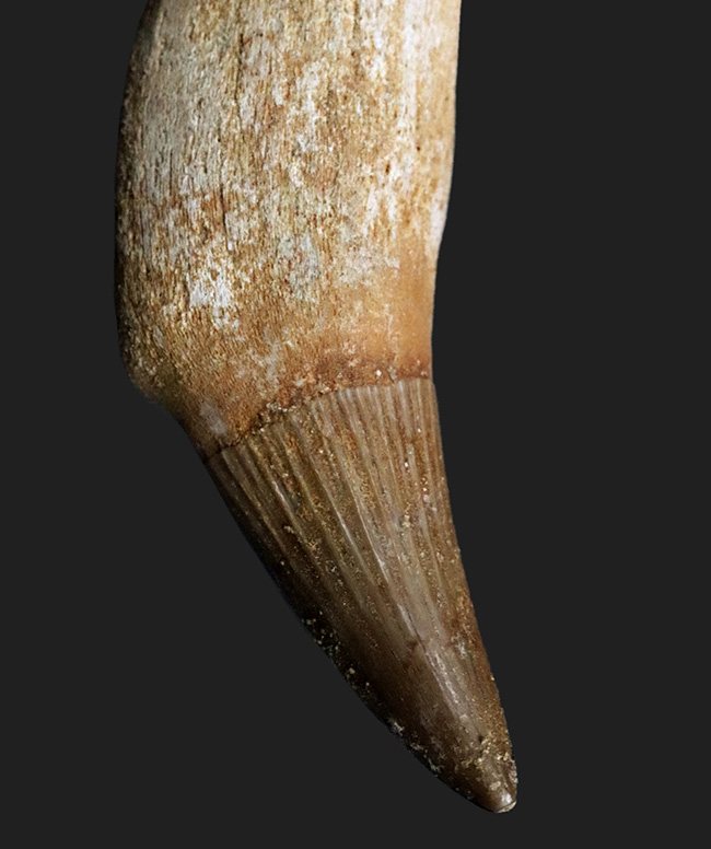パーフェクト!ほぼ完全な保存状態を維持した歯根付きのモササウルス(Mosasaurus)の歯化石(その4)