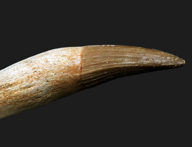 パーフェクト！ほぼ完全な保存状態を維持した歯根付きのモササウルス（Mosasaurus）の歯化石（その5）