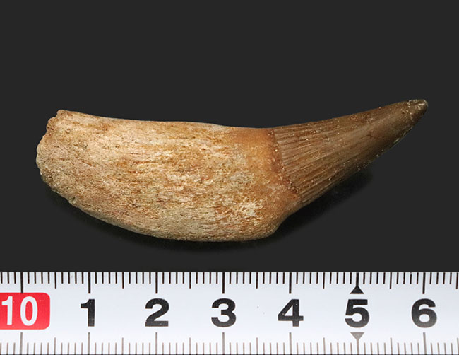 パーフェクト！ほぼ完全な保存状態を維持した歯根付きのモササウルス（Mosasaurus）の歯化石（その7）