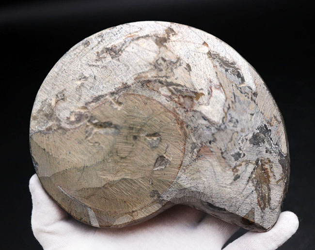 ９００グラム超え！サイズ、状態、模様、すべてを兼ね備えた一級のゴニアタイト（Goniatite）の化石。古生代を代表する頭足類（その8）