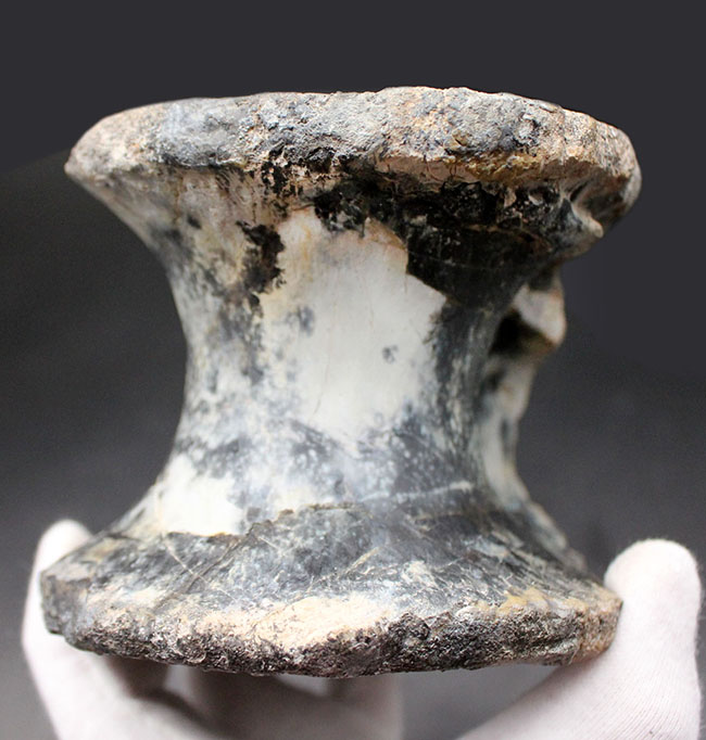 恐竜コレクター垂涎のアイテム!1280グラムのビッグ化石、憧れの恐竜アロサウルス(Allosaurus fragilis)の希少な脊椎骨の化石(その3)