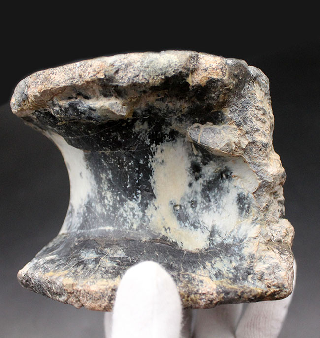 恐竜コレクター垂涎のアイテム!1280グラムのビッグ化石、憧れの恐竜アロサウルス(Allosaurus fragilis)の希少な脊椎骨の化石(その4)