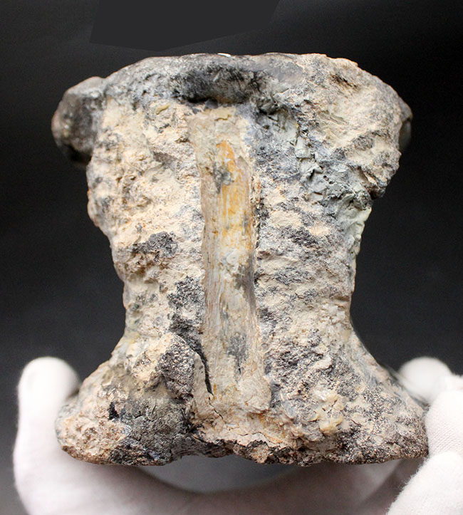 恐竜コレクター垂涎のアイテム!1280グラムのビッグ化石、憧れの恐竜アロサウルス(Allosaurus fragilis)の希少な脊椎骨の化石(その5)