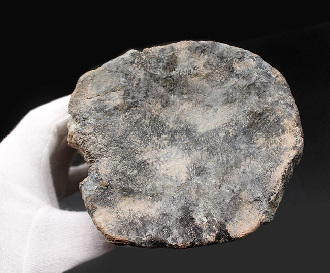 恐竜コレクター垂涎のアイテム!1280グラムのビッグ化石、憧れの恐竜アロサウルス(Allosaurus fragilis)の希少な脊椎骨の化石(その6)