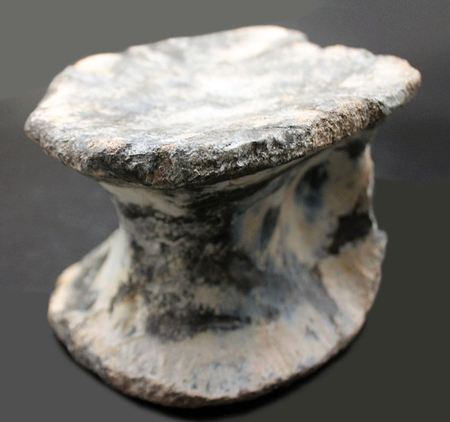 アロサウルス実物歯化石 トキワ様以外の方の購入は受け付けません。 恐竜コレクター垂涎のアイテム！1280グラムのビッグ化石、憧れの