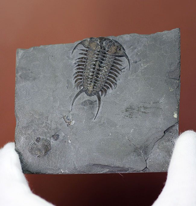 北米を代表するカナダ・オンタリオ産の三葉虫、セラウルス（Ceraurus