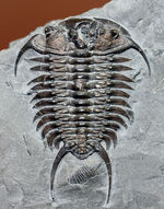 北米を代表するカナダ・オンタリオ産の三葉虫、セラウルス