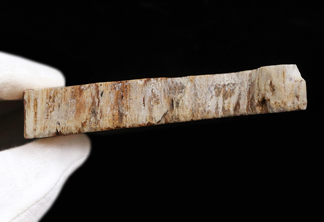 珍しい産地、コロンビア、リオ・グアリ（Rio Guali）の中新世の地層から採集された、1000万～1500万年前の珪化木（Petrified Wood）（その6）